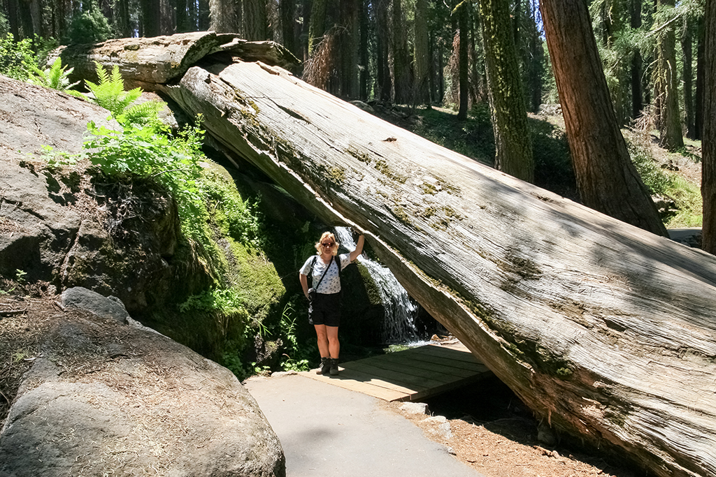 07-02 - 08.JPG - Sequoia National Park, CA